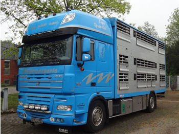 Livestock truck DAF XF 105/510 SSC Pezzaioli: picture 1