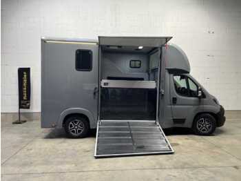 New Horse truck Fiat Böckmann Compact Stall LKW: picture 1