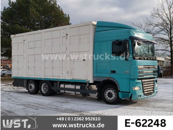 Horse truck DAF XF 105 460