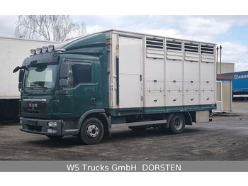 Livestock truck MAN TGL 8.250  Westrick Einstock  Vollalu: picture 1