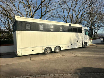 Horse truck MAN TGX 26.440 - Horse transporter: picture 3
