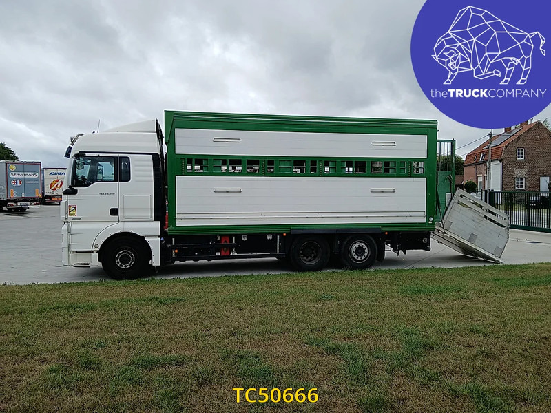 MAN TGX 460 - Livestock truck: picture 2 MAN TGX 460 - Livestock truck: picture 2