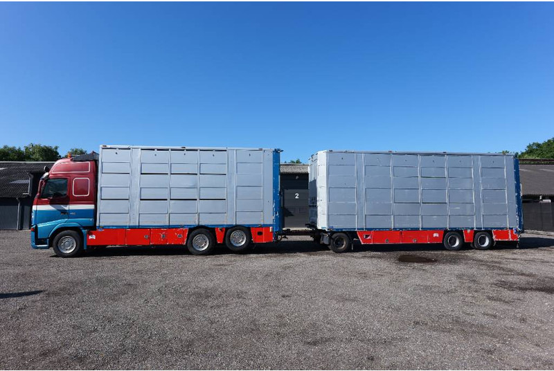 Volvo FH 13 480 6x2 3 stock livestock transport Cuppers - Livestock truck: picture 1 Volvo FH 13 480 6x2 3 stock livestock transport Cuppers - Livestock truck: picture 1