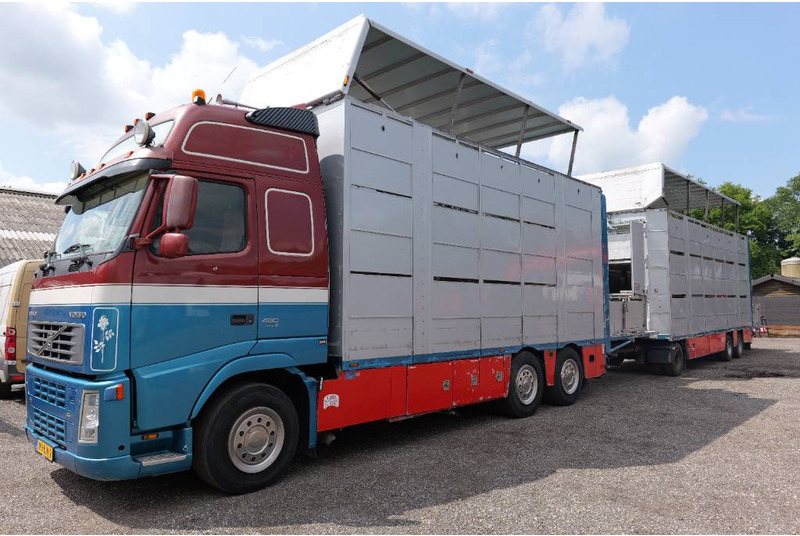 Volvo FH 13 480 6x2 3 stock livestock transport Cuppers - Livestock truck: picture 2 Volvo FH 13 480 6x2 3 stock livestock transport Cuppers - Livestock truck: picture 2