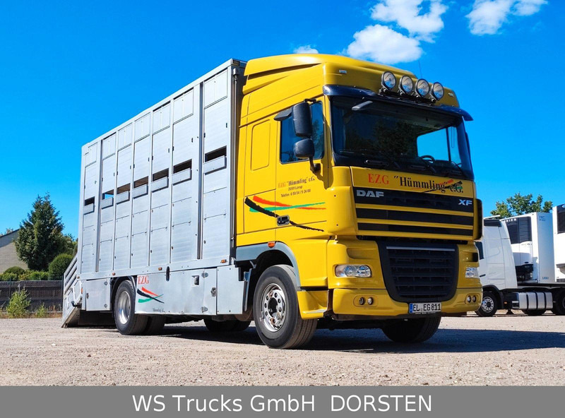 DAF XF410 Menke Doppelstock - Livestock truck: picture 2 DAF XF410 Menke Doppelstock - Livestock truck: picture 2